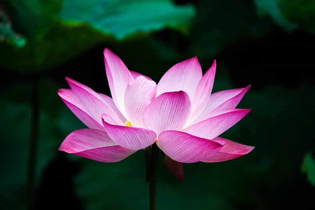 lotus symbolizing ability to rise above challenges and blossom into something beautiful