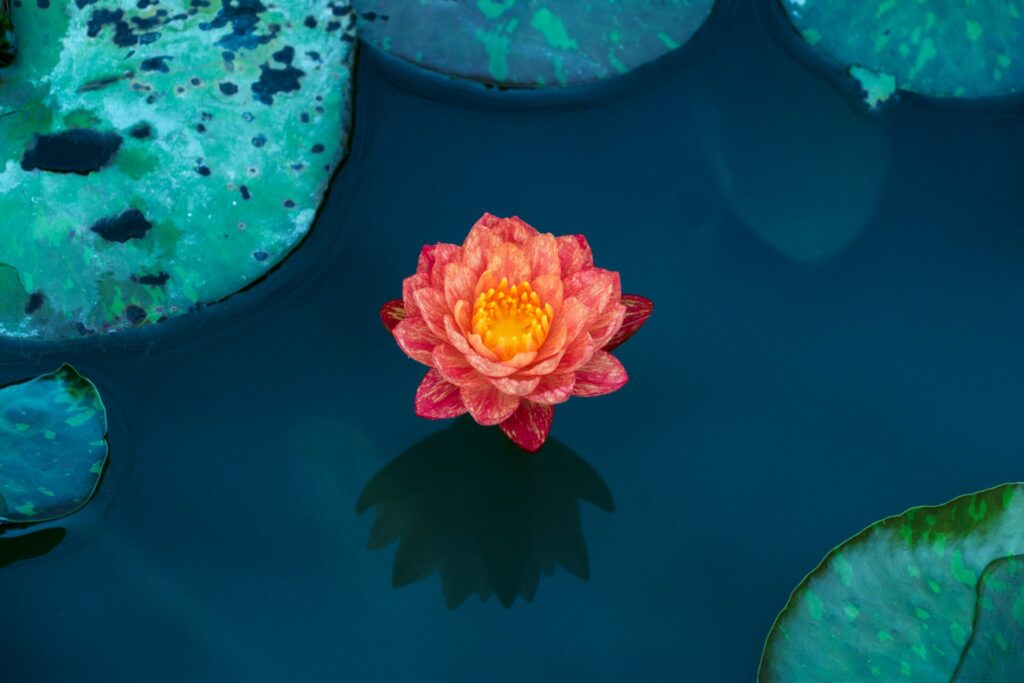 lotus symbol of peace